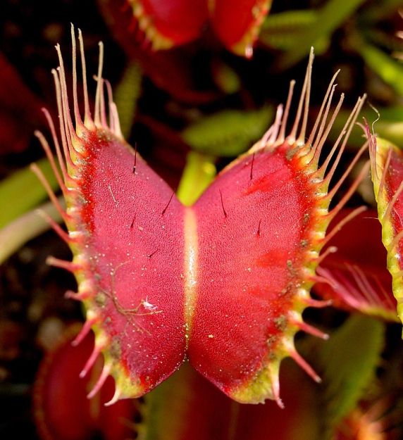 Venus_Flytrap_showing_trigger_hairs