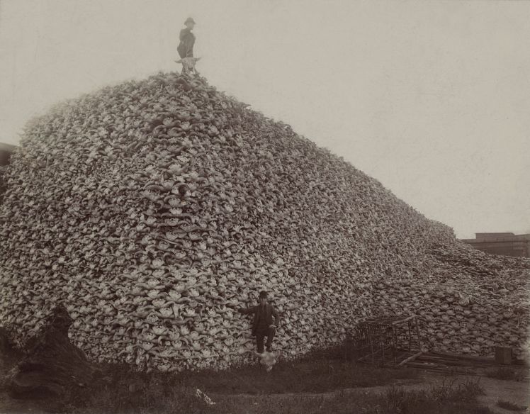 1280px-bison_skull_pile_edit